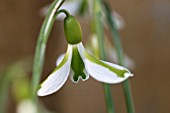 GALANTHUS SOUTH HAYES