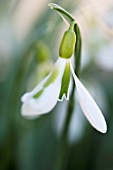 GALANTHUS SOUTH HAYES