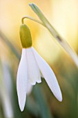 GALANTHUS NIVALIS NORFOLK BLONDE