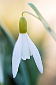 GALANTHUS NIVALIS NORFOLK BLONDE