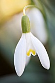 GALANTHUS NIVALIS BLONDE INGE