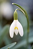 GALANTHUS NIVALIS BLONDE INGE