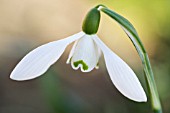 GALANTHUS MIGHTY ATOM