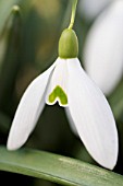 GALANTHUS BILL BISHOP