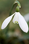 GALANTHUS MRS THOMPSON