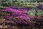 CYCLAMEN COUM AND GALANTHUS S ARNOTT