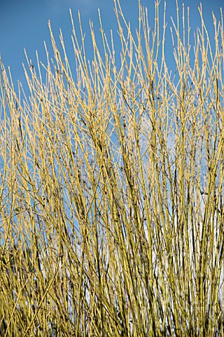 CORNUS_SERICEA_FLAVIRAMEA