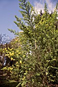 CYTISUS PORLOCK