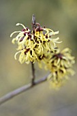 HAMAMELIS X INTERMEDIA SAVILL STARLIGHT