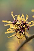 HAMAMELIS X INTERMEDIA BARMSTEDT GOLD