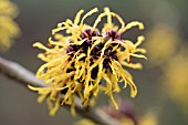 HAMAMELIS X INTERMEDIA BARMSTEDT GOLD