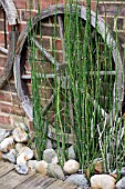 EQUISETUM HYEMALE