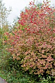 VIBURNUM OPULUS