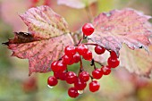 VIBURNUM OPULUS BERRIES