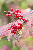 VIBURNUM OPULUS BERRIES