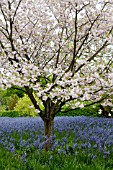 PRUNUS ICHIYO AND CAMASSIA LEICHTLINII