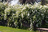 EXOCHORDA X MACRANTHA THE BRIDE