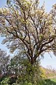 PYRUS COMMUNIS CUBBINGTON PEAR