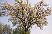 PYRUS COMMUNIS CUBBINGTON PEAR