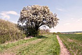 PYRUS COMMUNIS CUBBINGTON PEAR