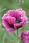 PAPAVER ORIENTALIS MANHATTAN