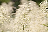 ARUNCUS DIOICUS