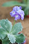 PRIMULA MARGINATA