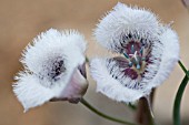 CALOCHORTUS TOLMIEI