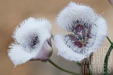 CALOCHORTUS_TOLMIEI