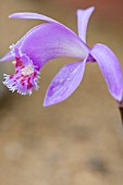 PLEIONE X BARBARAE