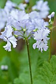 PRIMULA SIEBOLDII ALBA