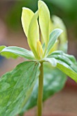 TRILLIUM LUTEUM