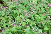 PULMONARIA RED FRECKLES