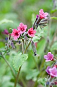 PULMONARIA RED FRECKLES