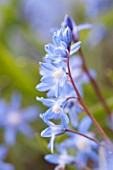 CHIONODOXA FORBESII