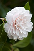 CAMELLIA JAPONICA TWILIGHT