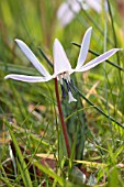 ERYTHRONIUM DENS-CANIS