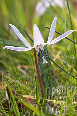 ERYTHRONIUM_DENSCANIS