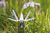 ERYTHRONIUM DENS-CANIS