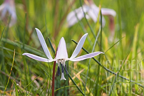 ERYTHRONIUM_DENSCANIS