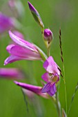 GLADIOLUS COMMUNIS SUBSP BYZANTINUS