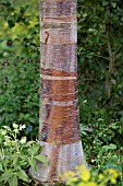 BETULA ALBOSINENSIS RED PANDA