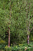 BETULA ALBOSINENSIS RED PANDA