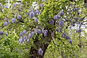 WISTERIA SINENSIS CLIMBING INTO QUERCUS ROBUR