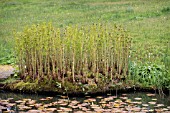 OSMUNDA REGALIS