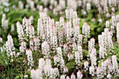 TIARELLA SPRING SYMPHONY