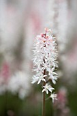 TIARELLA SPRING SYMPHONY