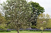 SORBUS THIBETICA JOHN MITCHELL