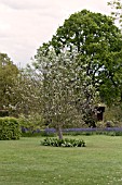 SORBUS THIBETICA JOHN MITCHELL