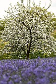 MALUS MARSHALL OYAMA AND CAMASSIA LEICHTLINII